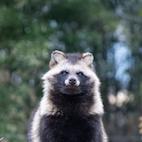 tanuki in disguise tanuki in disguise